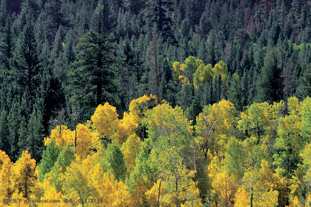 自然风景 高清图片 jpg图库 摄影图片 自然景观 自然风光 森林 黄色 风景图片 黑色