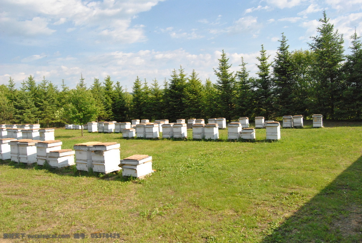 蜂箱 蜜蜂 蜂巢 蜂盒 蜂厂 蜂场 伊春 小兴安岭 树林 农林渔牧 现代科技 农业生产