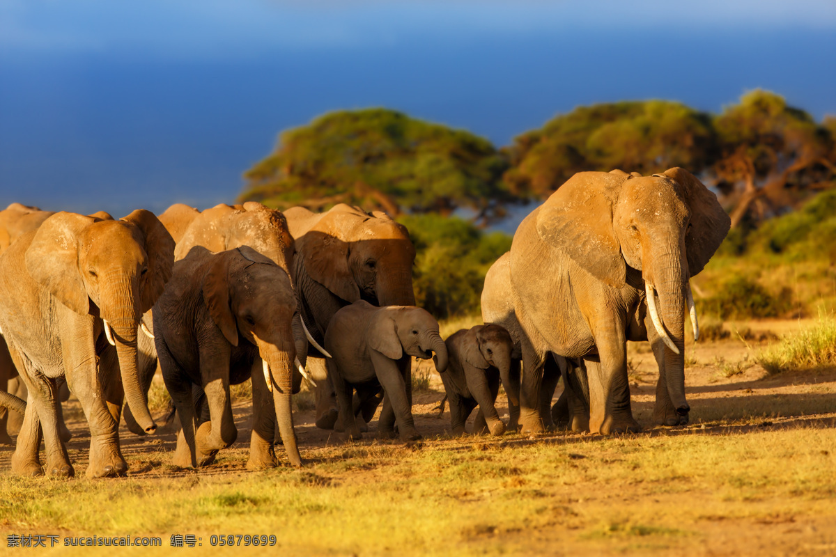 森林 里 一群 象 大象 野象 动物 陆地动物 野生动物 动物世界 动物摄影 生物世界