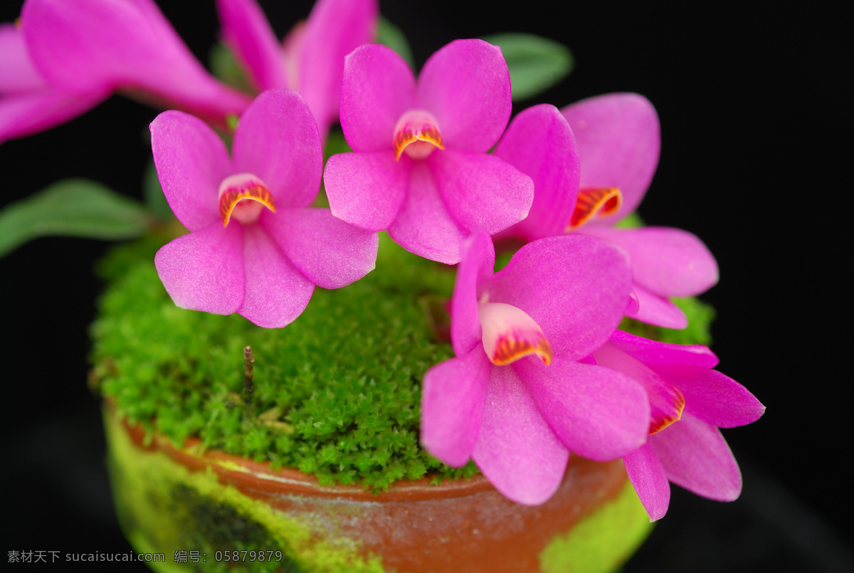 万代兰 桑德万代 兰花 玫红兰花 洋兰 花卉 花草 生物世界