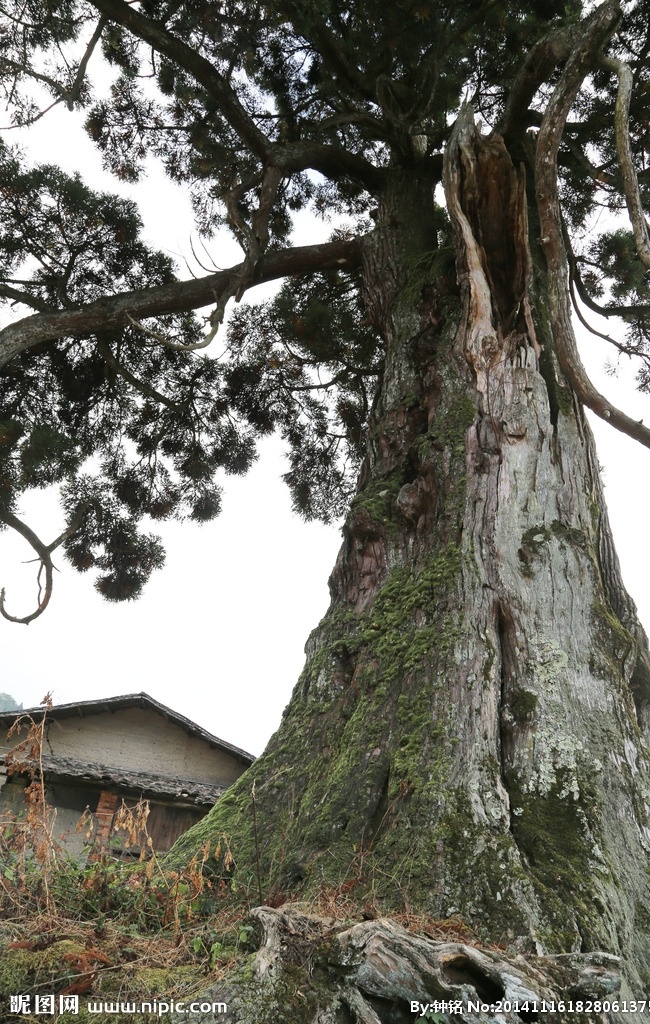 福州 闽候 参大古树 大湖战役 大湖抗战 大湖纪念碑 生物世界 树木树叶