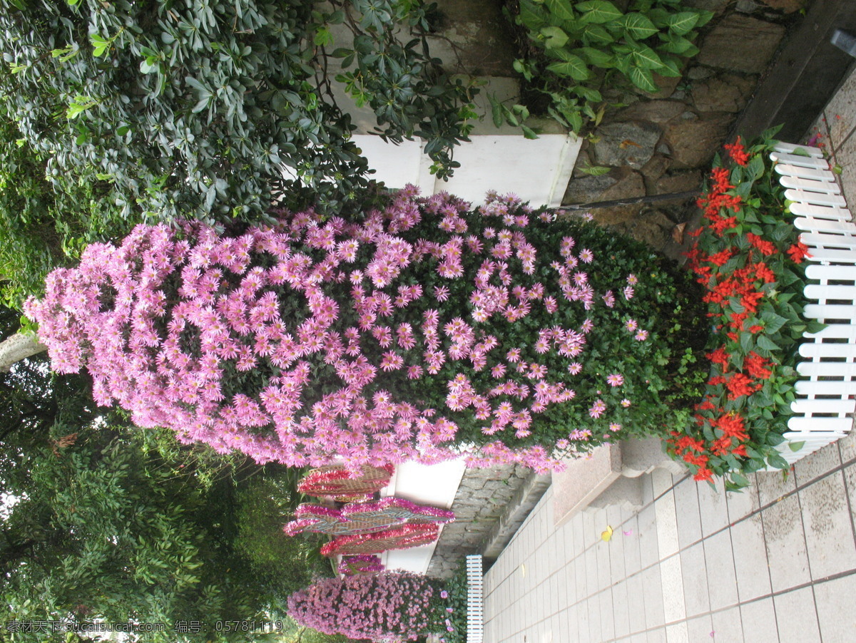 菊花 广州 海洋生物 生物世界 石头 小溪 园林 展览 园林植物 我的摄影库 装饰素材 展示设计