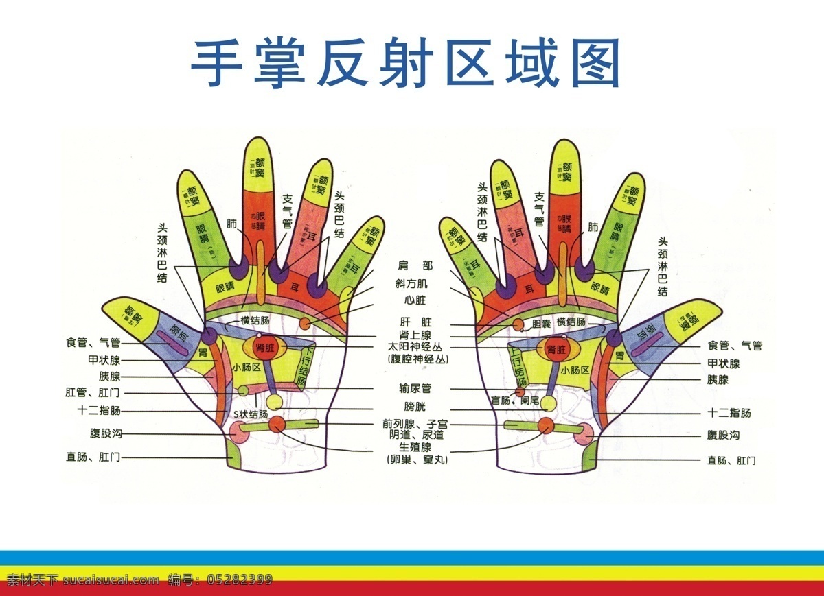 手掌反射区 手掌 反射 区域 图 手指 按摩 解说 中指 器官 广告设计模板 源文件