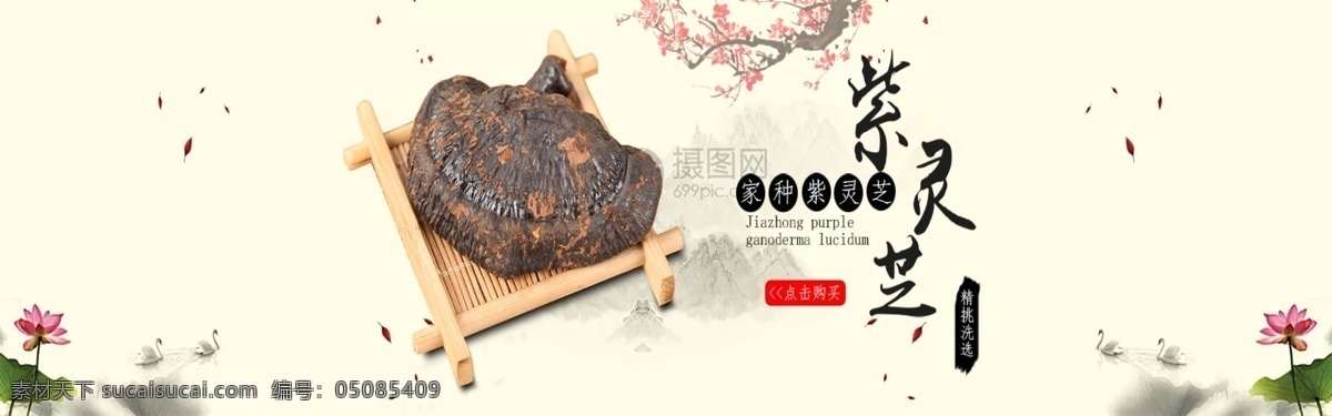 紫 灵芝 养生 淘宝 banner 紫灵芝 药材 电商 天猫 淘宝海报