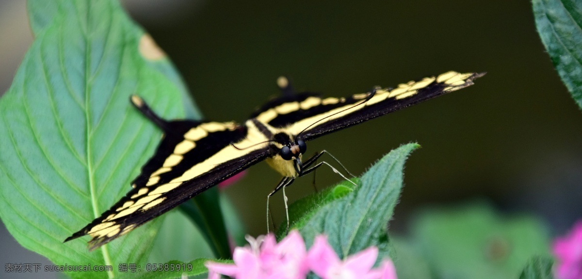 花蝴蝶 黄色 黑色 花 白色 粉色 绿叶 绿色 白天 上午 阳光 自然 动物 美好 向往 飞翔 休息 采蜜 自然景观 自然风景
