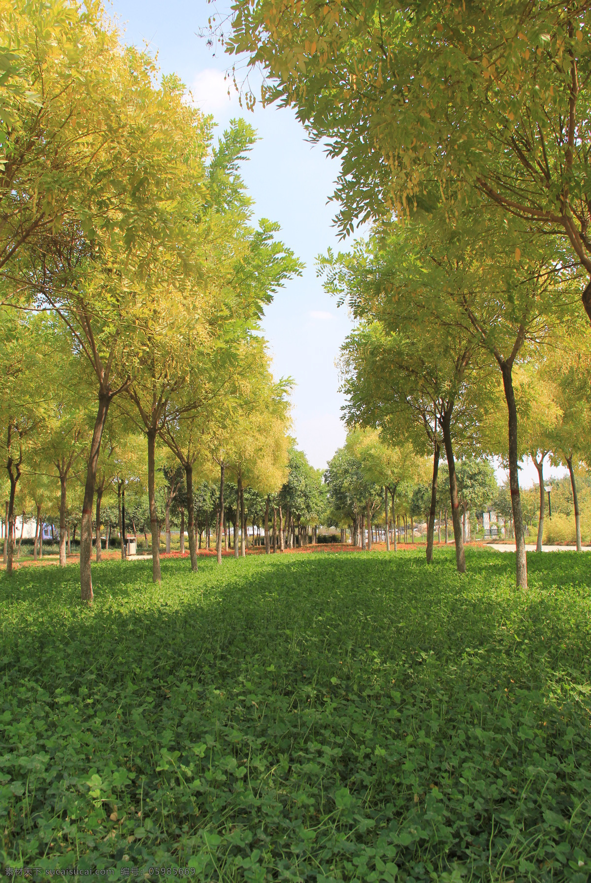 树木 树林 天空 阳光 自然景观 自然风景 风景图