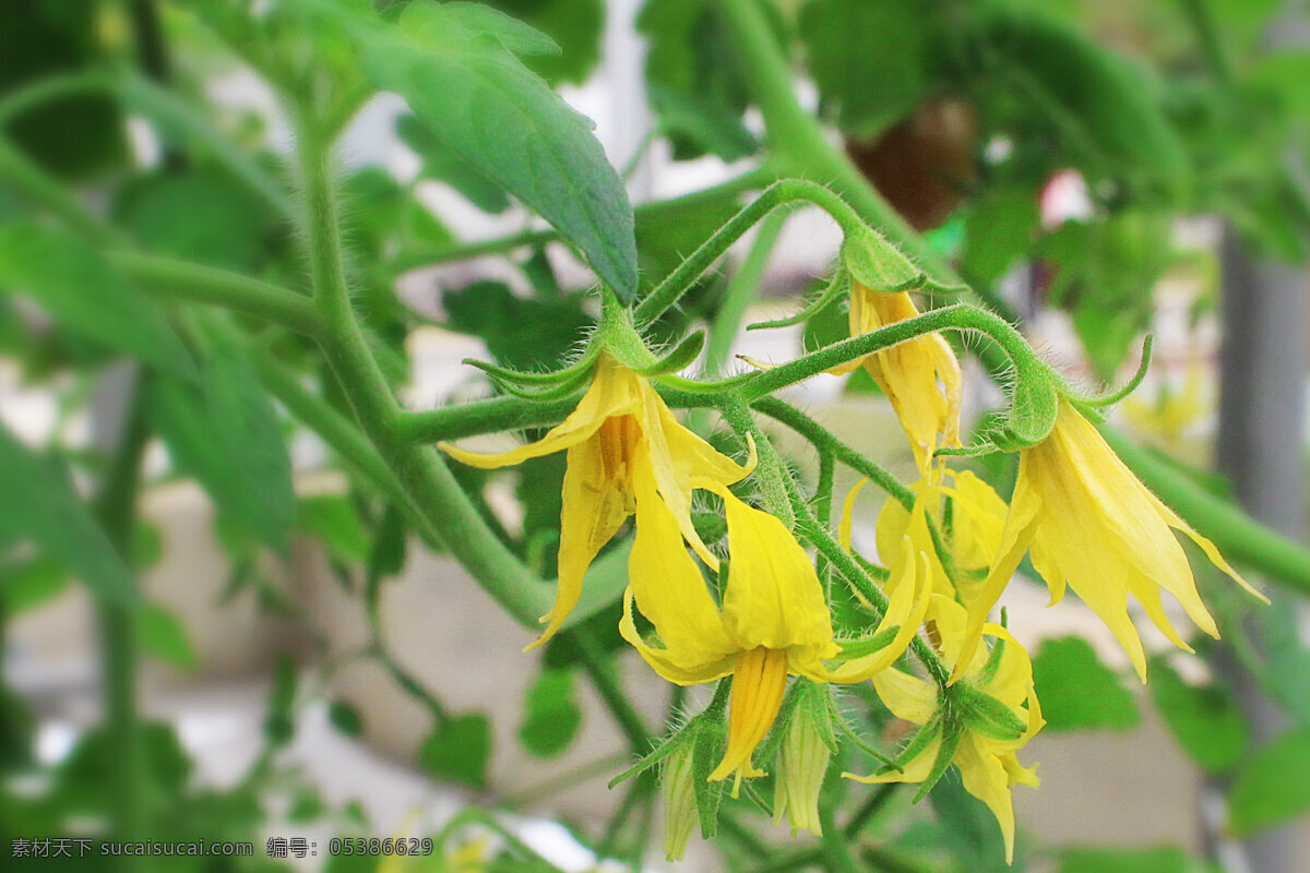 西红柿花 蔬菜 新鲜 绿色 农业 作物 西红柿 西红柿特写 菜地 番茄 西红柿种植 西红柿树 小西红柿 没熟西红柿 生物世界