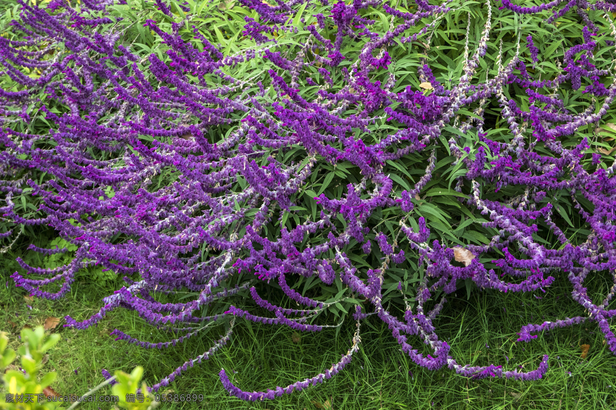 千屈菜 对叶莲 水柳 蜈蚣草 败毒草 紫色花 花卉 生物世界 花草