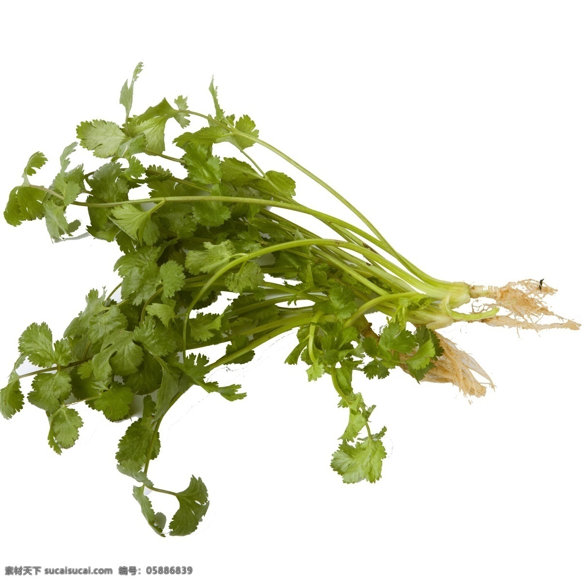 新鲜 蔬菜 佐料 免 抠 图 菜叶子 绿色的叶子 绿色植物 绿色生态 绿色生态蔬菜 美味 新鲜的蔬菜 免抠图