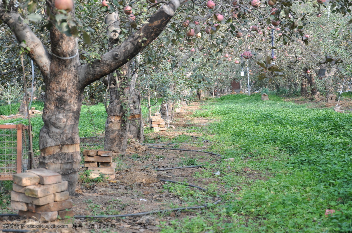 果树 滴灌 节水 农田 农业 苹果 现代科技 果树滴灌 喷灌 灌溉 农业生产 矢量图 日常生活