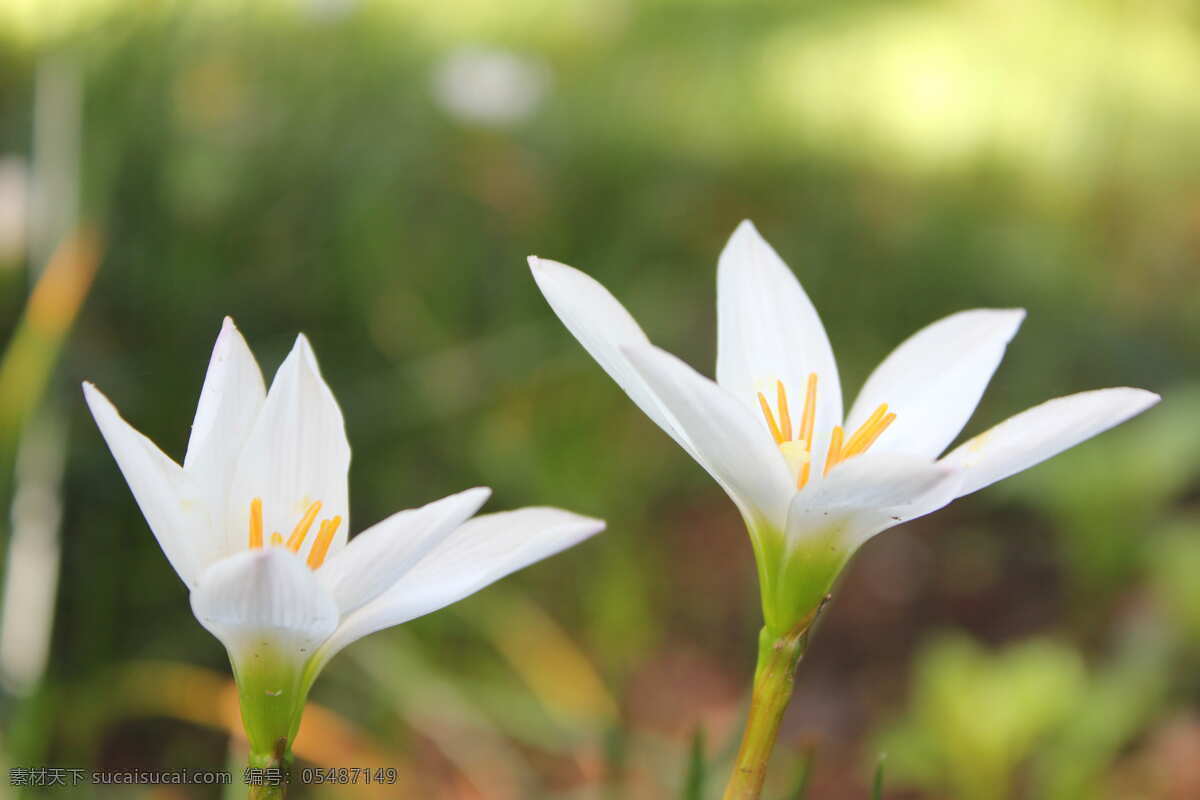 清新白色花朵 盛开 唯美 清新 白色 花朵 植物 生物世界 花草
