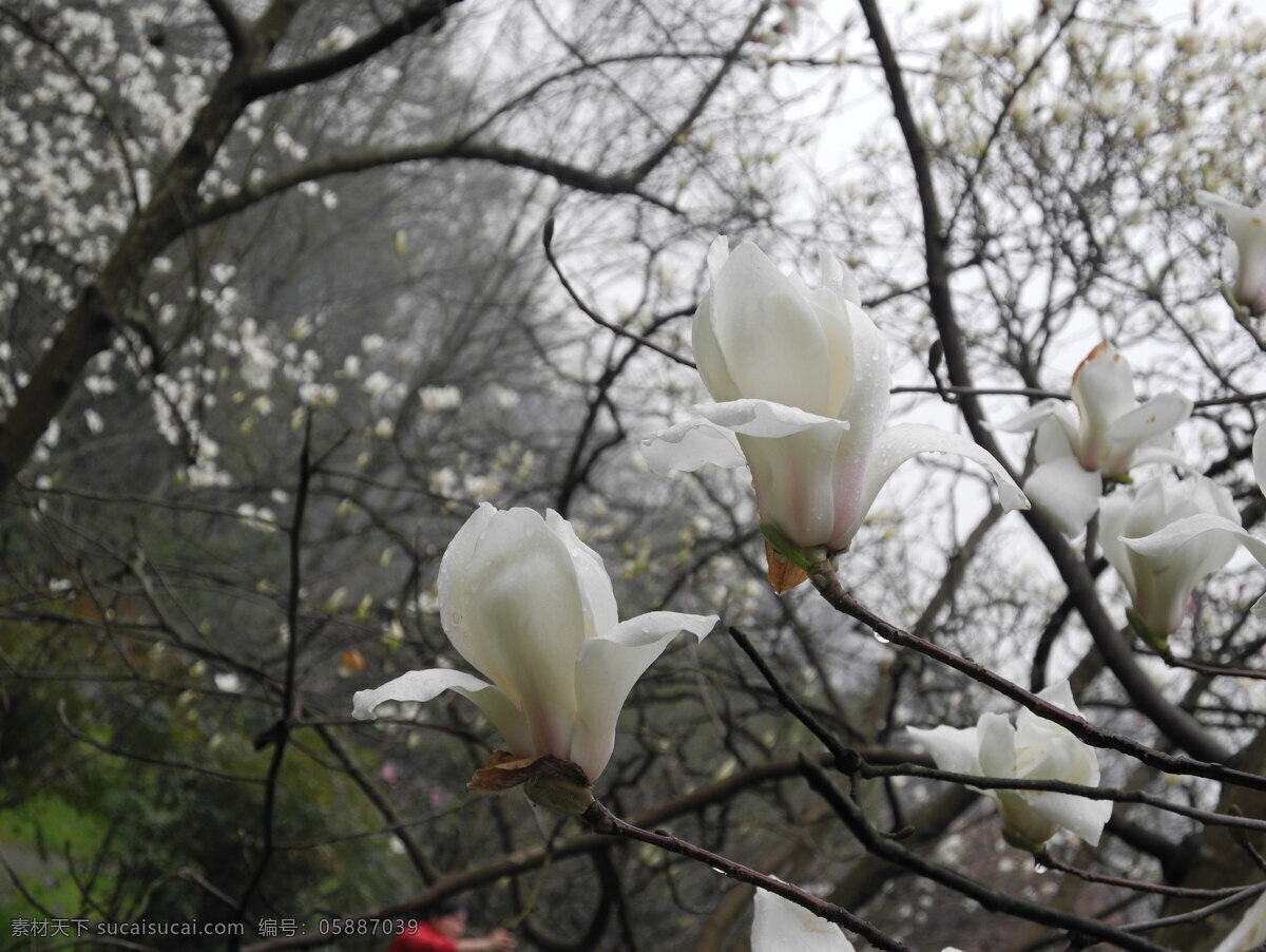 雨 后 白玉兰 春天 花草 花朵 露珠 生物世界 雨滴 雨后白玉兰 psd源文件