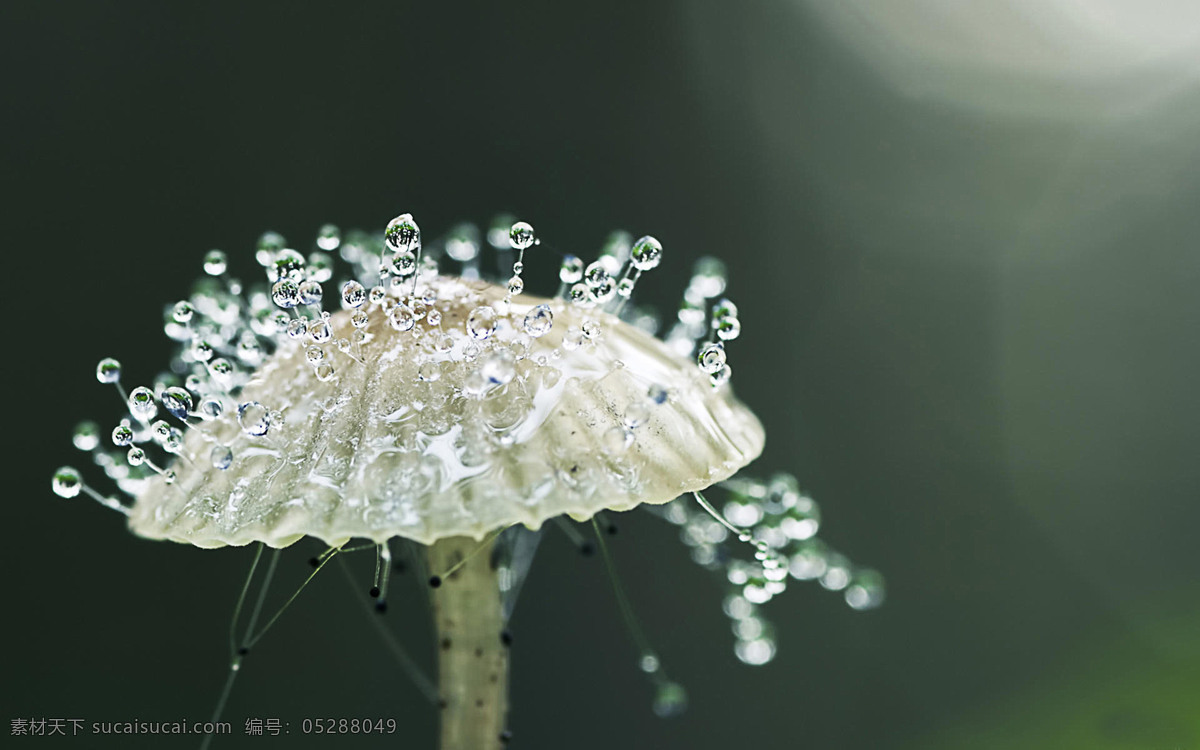 露珠 植物 水珠 树枝 树木树叶 晨露 生物世界 花草