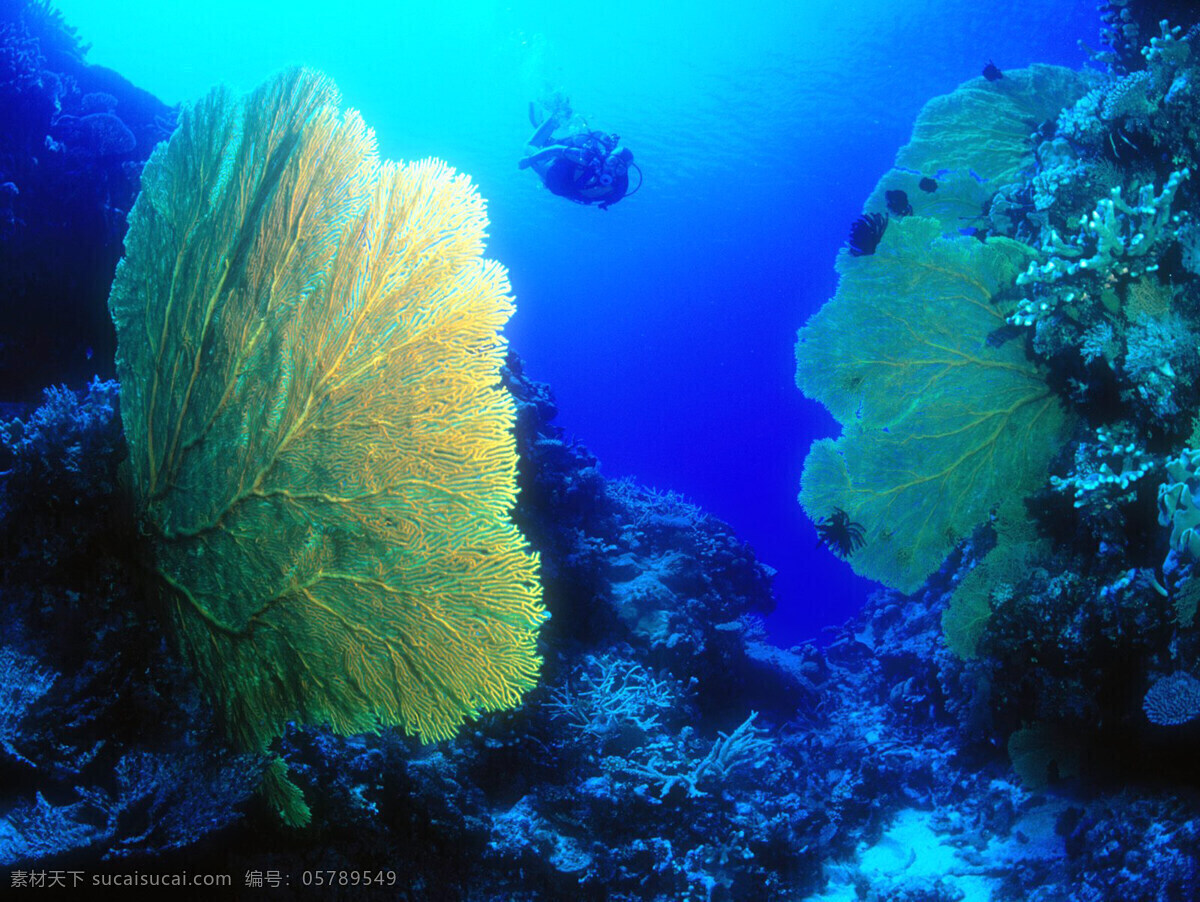 海洋生物 海底世界 海洋 礁石 生物世界 鱼 鱼类 珊蝴礁石 珊蝴 海底景色