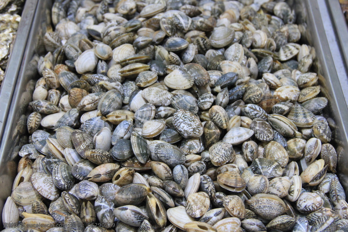 蛤蜊 花甲 火锅蛤蜊 生蛤蜊 海鲜 传统美食 餐饮美食 食物原料