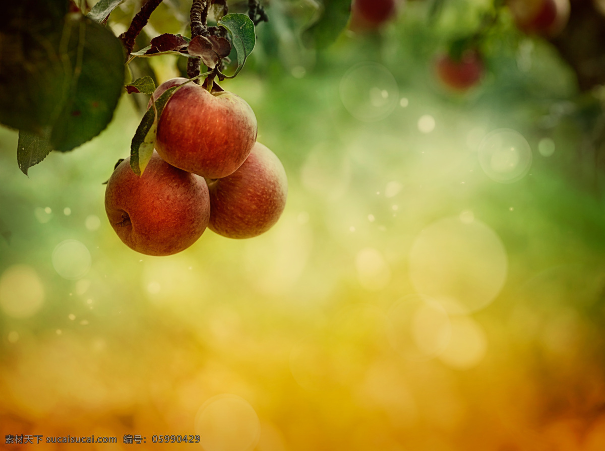 苹果 树上 新鲜苹果 梦幻光斑 梦幻背景 苹果图片 餐饮美食