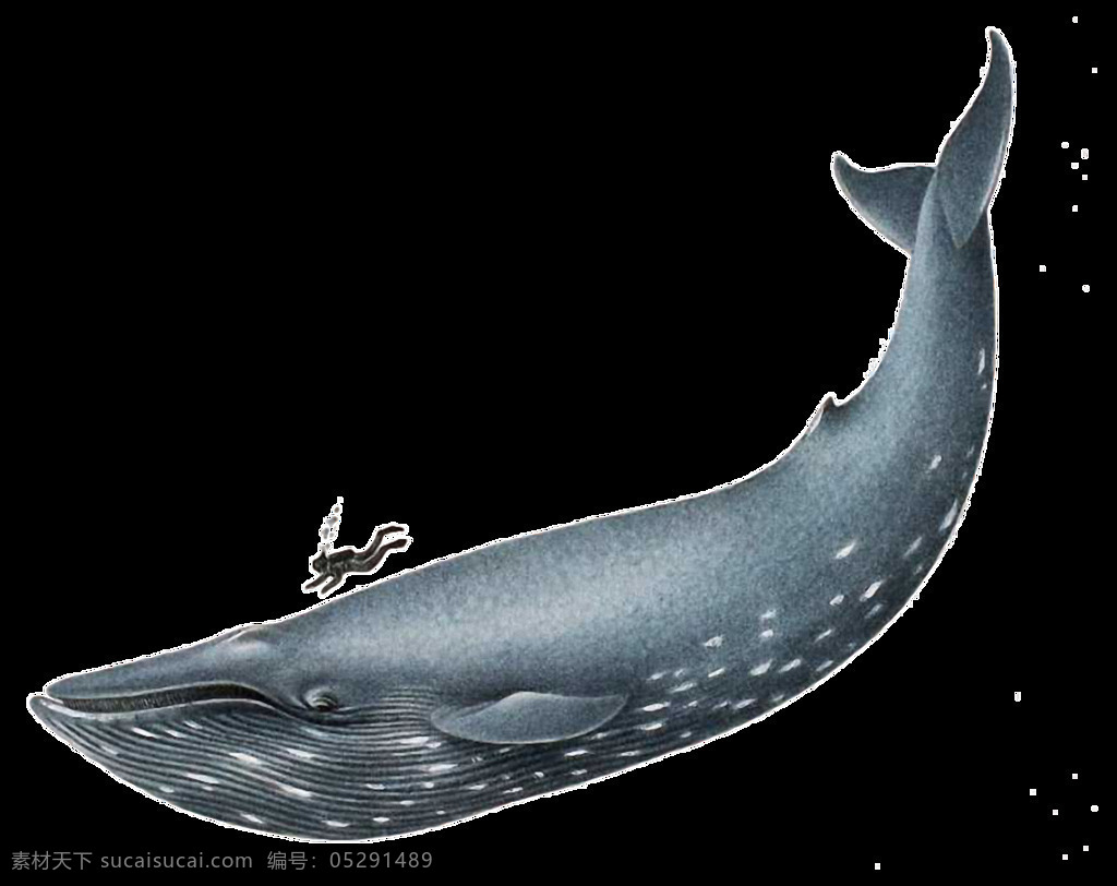 手绘 可爱 鲸鱼 免 抠 透明 漂亮 可爱的鲸鱼 童话鲸鱼图片 鲸图片 鲸鱼广告图片 鲸鱼图片大图 鲸鱼设计元素