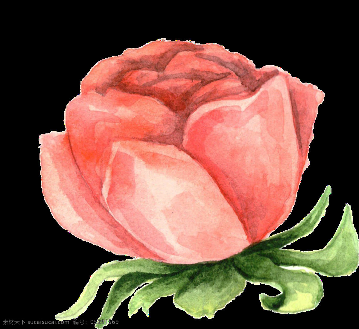 橘红 玫瑰 卡通 透明 红色 植物 透明素材 免扣素材 装饰图案