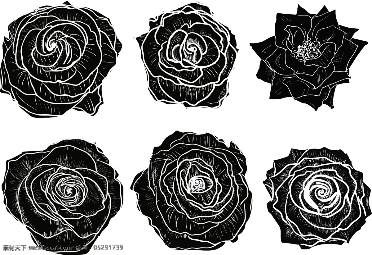 黑白 艺术 玫瑰花 插画 花朵 花卉 唯美 植物