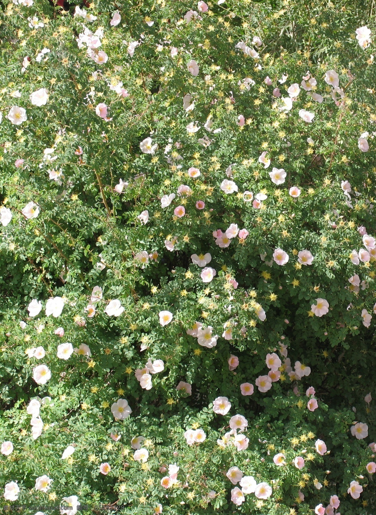 高原 野蔷薇 蔷薇 花 盛开 花草 生物世界