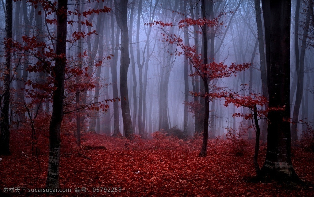 秋季森林 秋季 森林 金秋 落叶 枫叶 红色 金黄 树木树叶 浓雾 枫叶树 生物世界