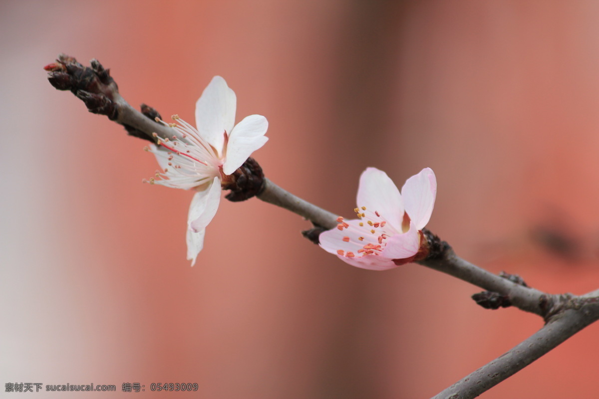 灿烂的桃花