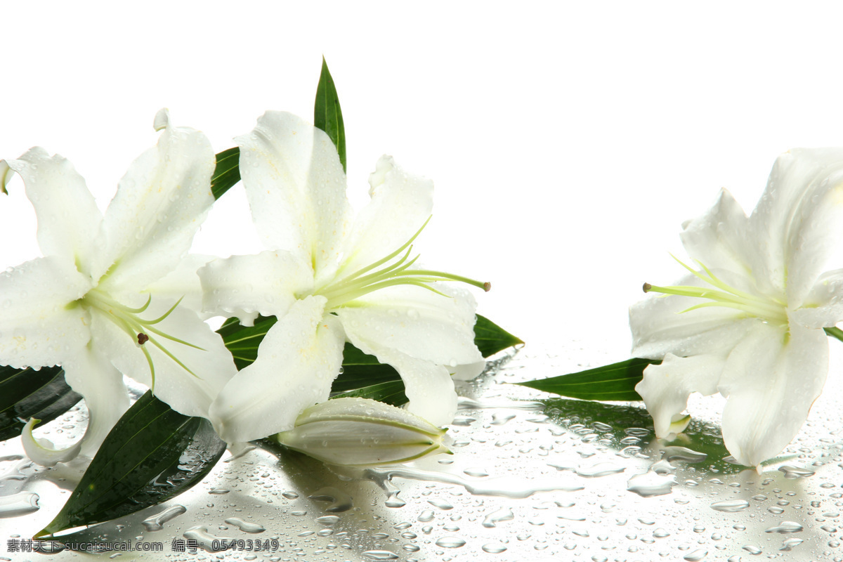 百合花 白百合 白色花朵 鲜花 花卉 唯美花朵