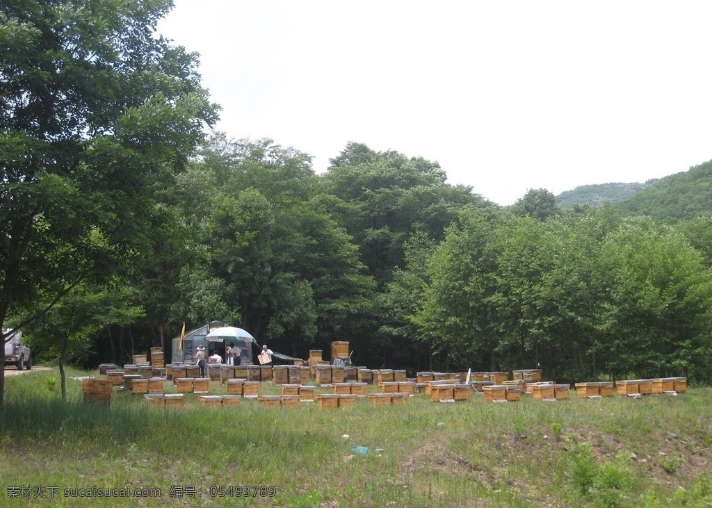 长白山蜂场 山 森林 山林 自然风光 树林 蜜蜂 蜂 蜂场 上 白山 山水风光 山水风景 自然景观