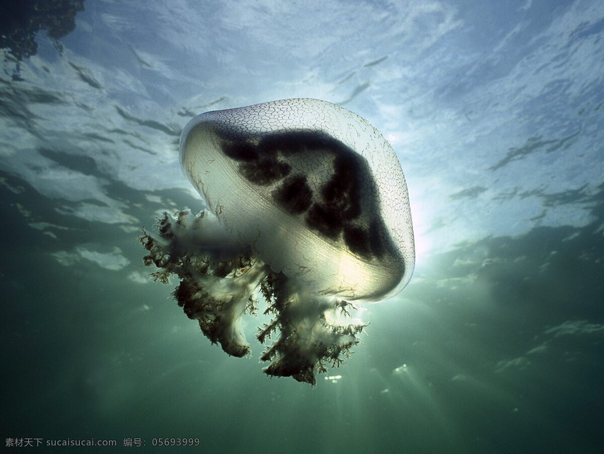 海洋生物 海底世界 海洋 礁石 生物世界 鱼 鱼类 珊蝴礁石 珊蝴 海底景色