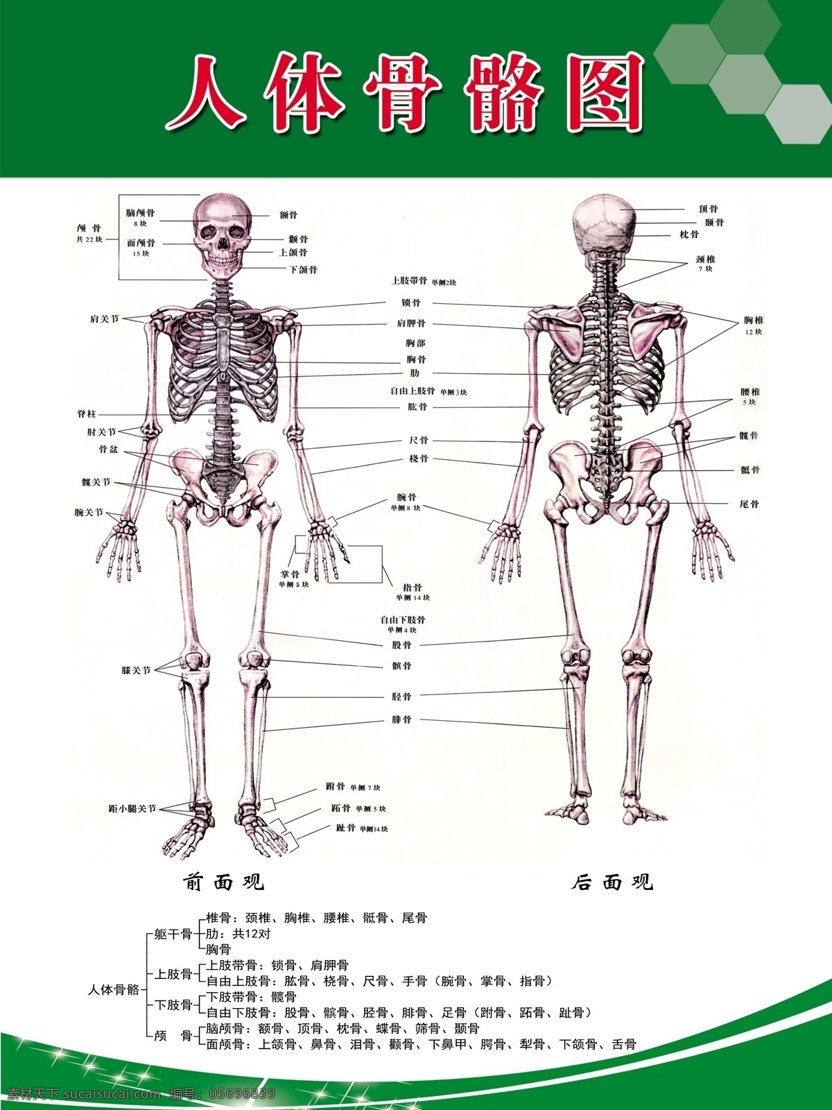 人体 骨骼 图 海报 绿色展板背景 人体骨骼 高清 层 分解 原创设计 原创海报