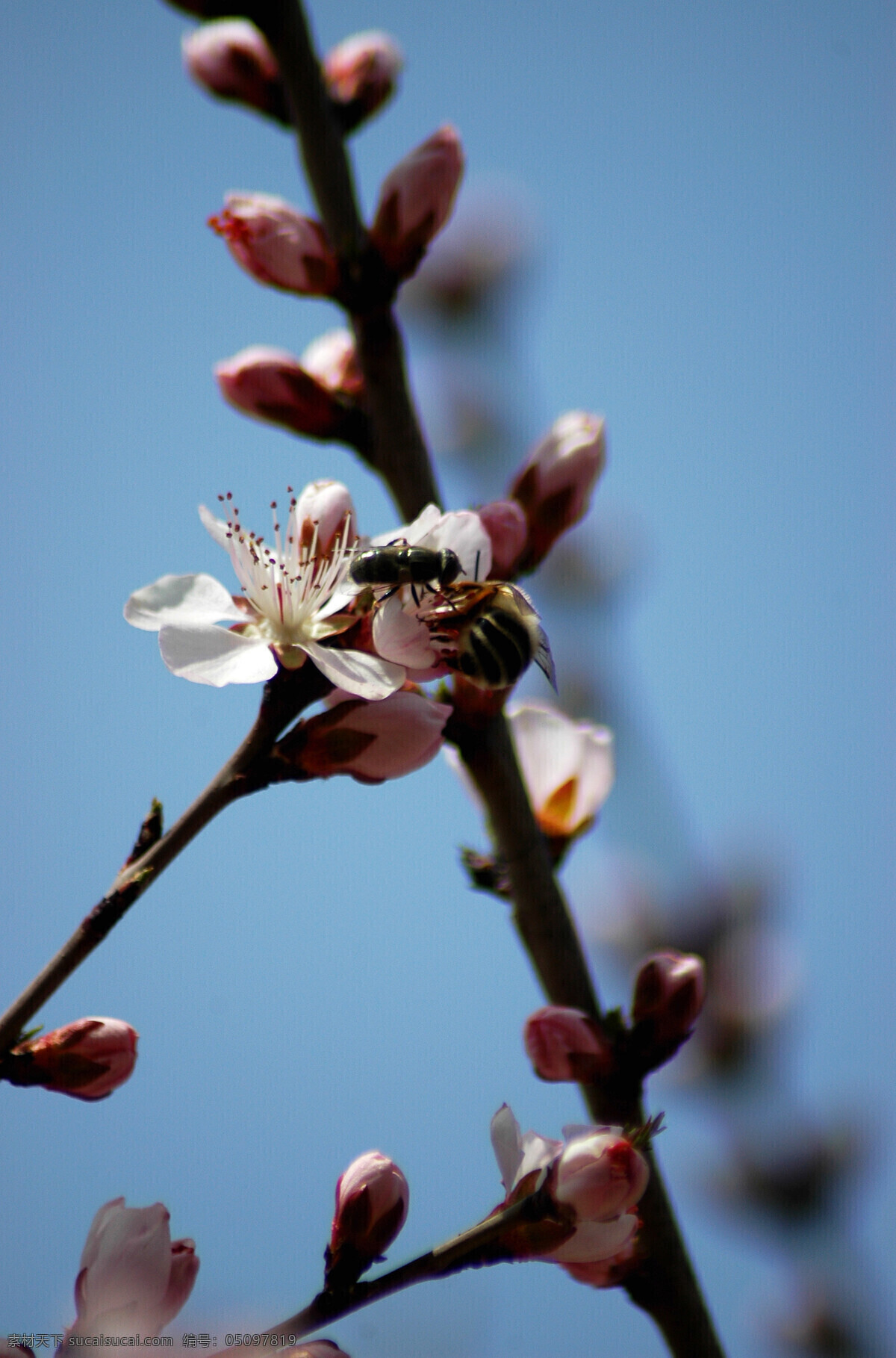 昆虫 蜜蜂采蜜 生物世界 公园 里 蜜蜂 杏花 杏花开了 春天的蜜蜂 花朵微距 蜜蜂微距 两只蜜蜂 昆虫和花