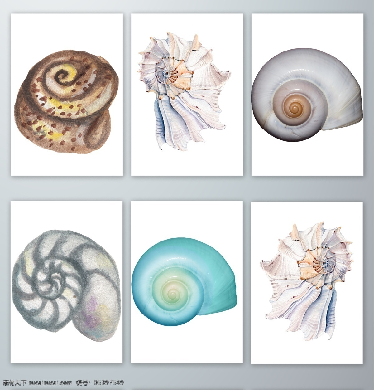手绘 水彩 海螺 硬壳 软体动物 手绘水彩海螺 硬壳软体动物 海产 海鲜 动物 设计素材 元素 免 抠 透明png png格式 分层 背景素材