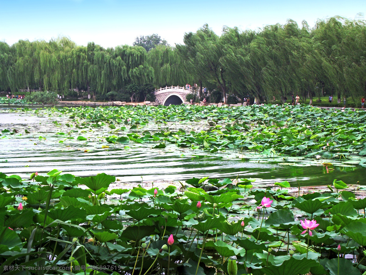 荷塘 大明湖 荷花 荷叶 湖水 石拱桥 石桥 垂柳 济南 风景 风光 游人 夏天 植物 花草 生物世界