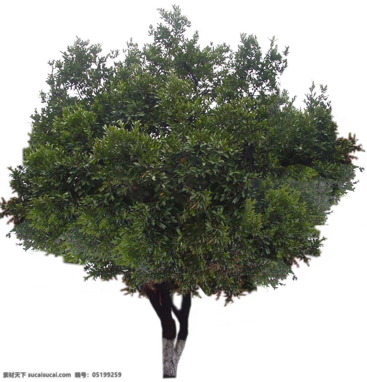 常绿阔叶树植物素材图片下载-素材编号05199259-素材天下图库