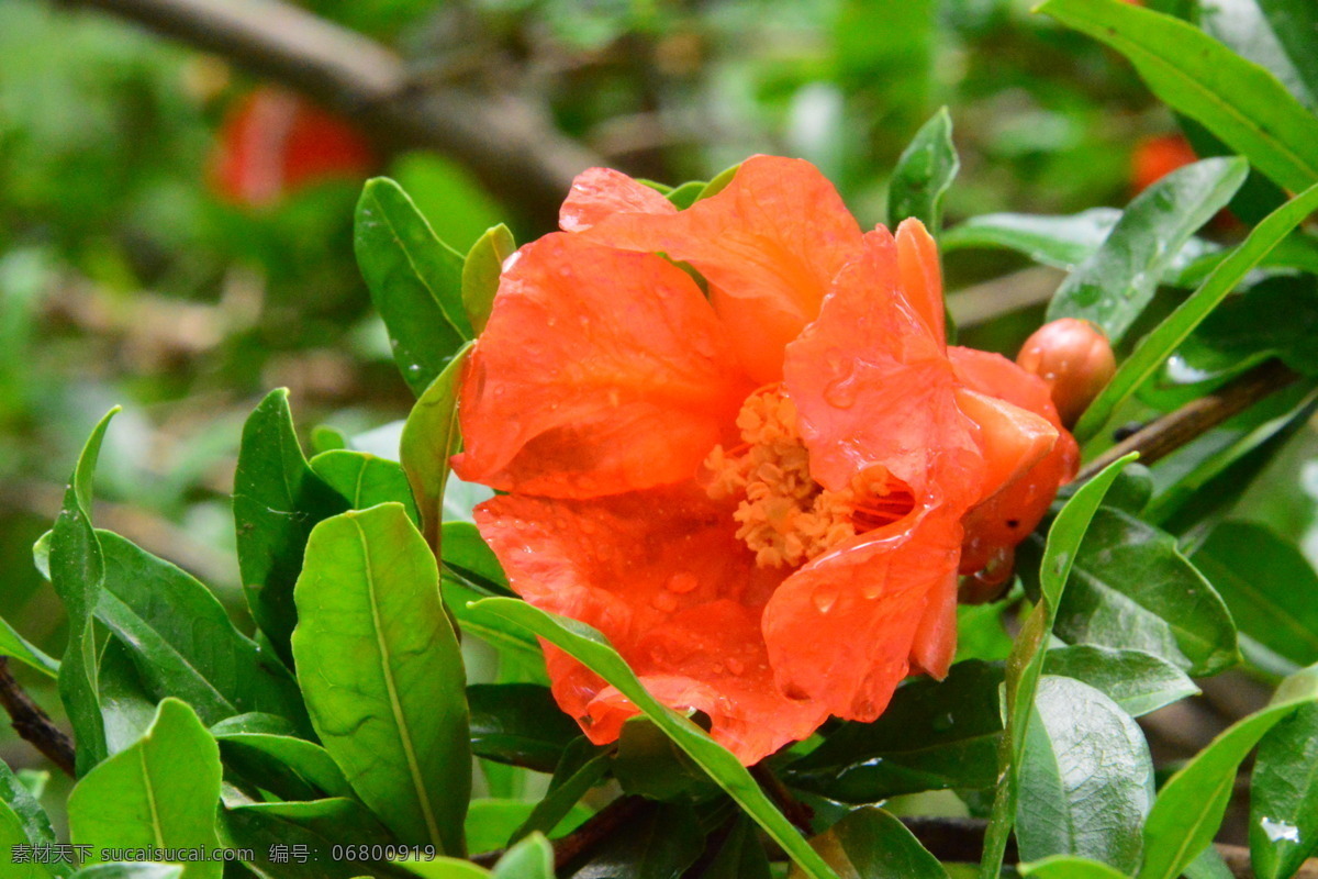 石榴花 石榴 观赏花卉 安石榴 若榴 花卉 花儿 枝叶 石榴树 花草 植物 园林绿化 绿化景观 石榴花石榴 生物世界