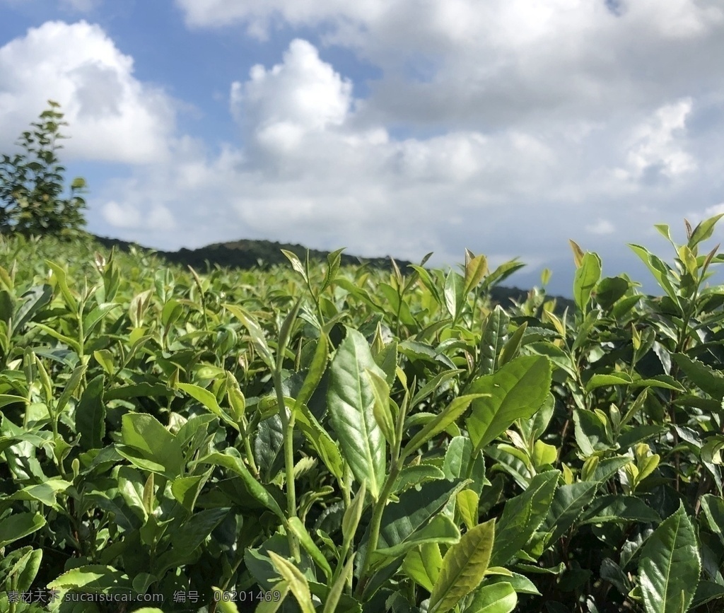 茶树 茶 白茶 福鼎 中国 自然景观 自然风景