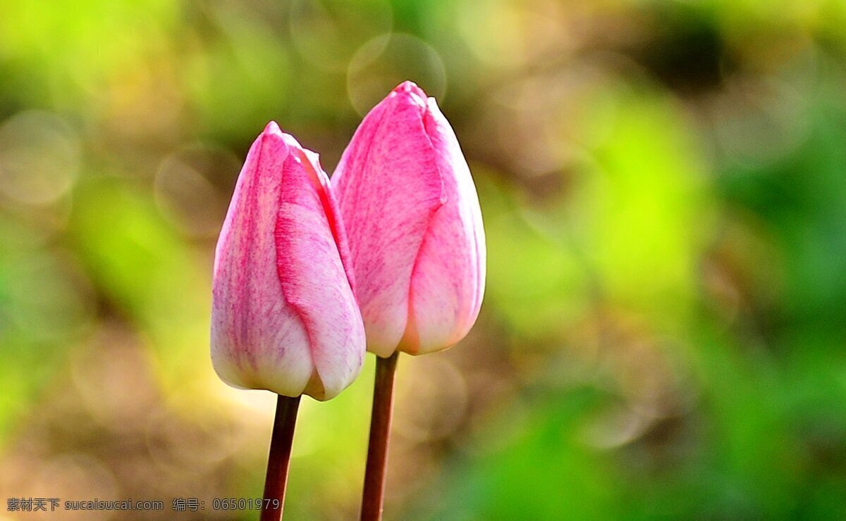 高清 粉色 郁金香 花苞 花卉 粉花 鲜花 花瓣
