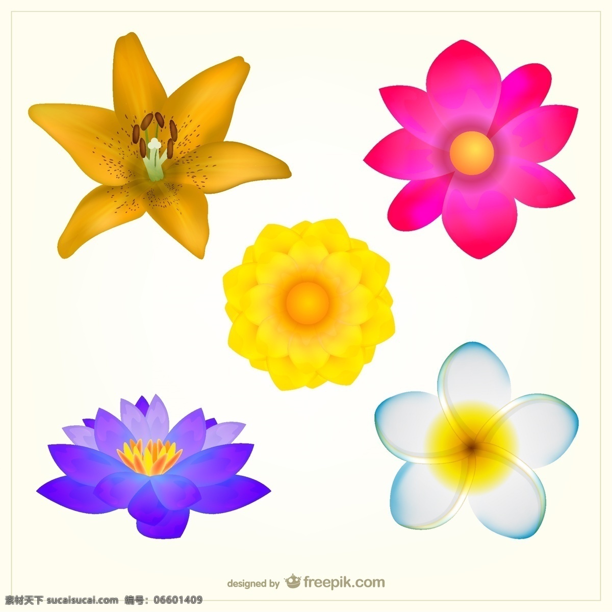 五颜六色 鲜花 包装 花 丰富多彩 花矢量 包 花设计 白色