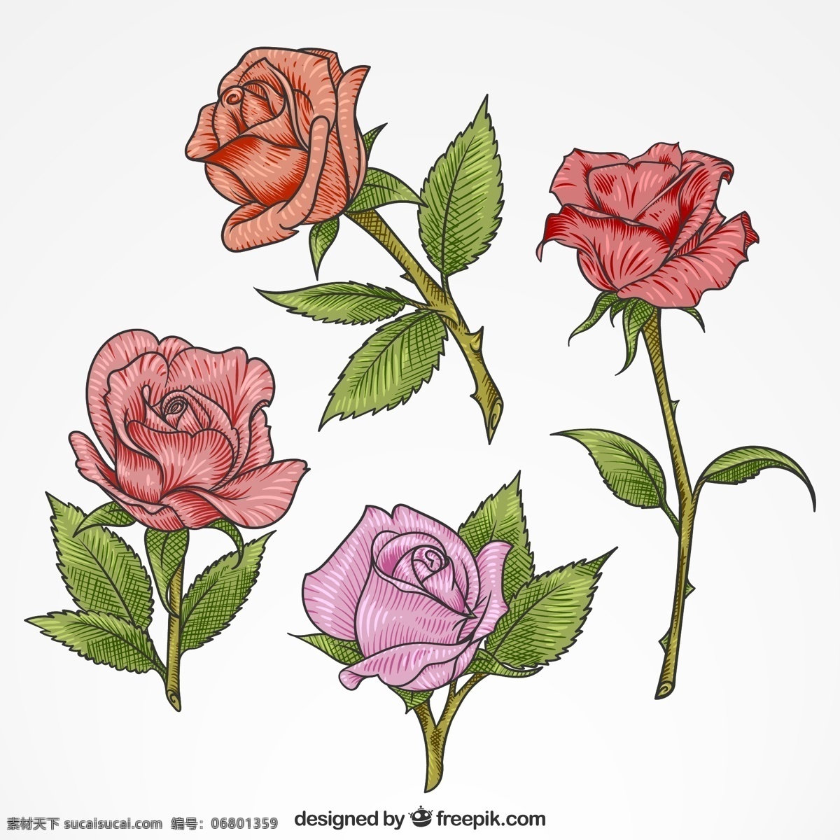 彩色 单 枝 玫瑰花 粉玫瑰 红玫瑰 矢量图 格式 矢量 高清图片