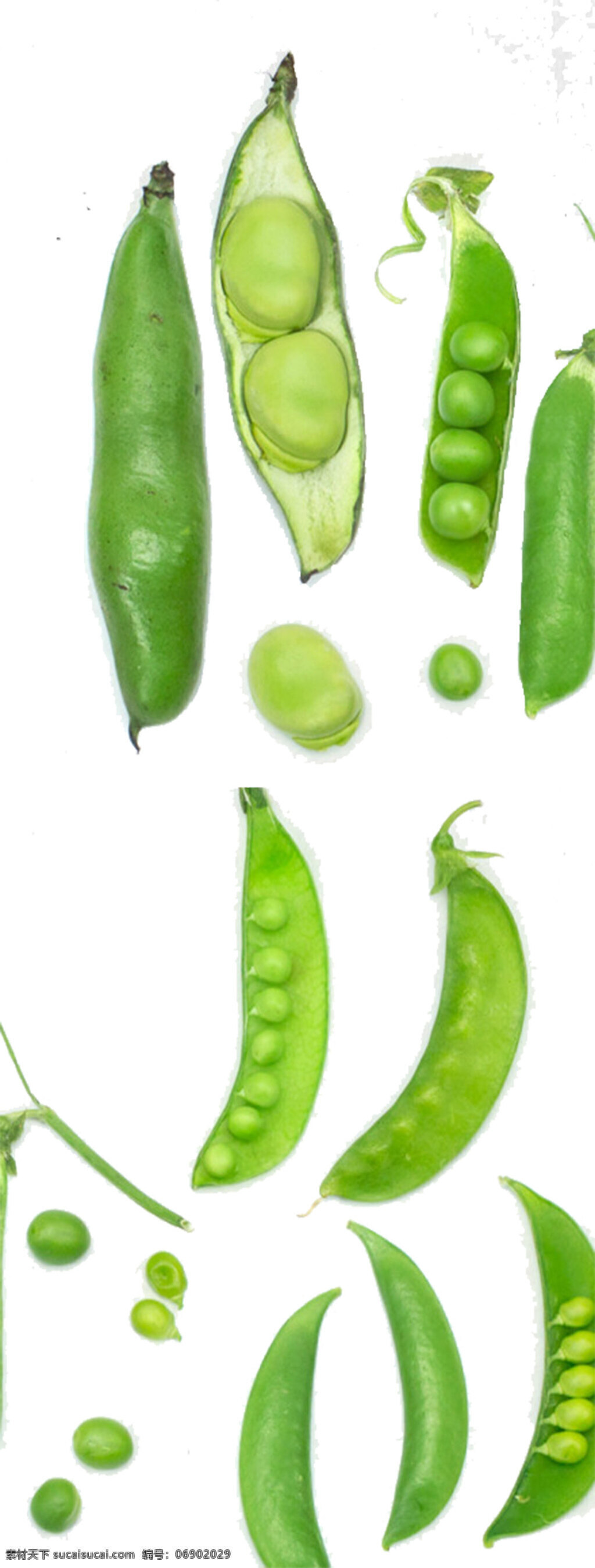 绿色 豆荚 蔬菜 图案 豆子 荷兰豆 蚕豆 芸豆