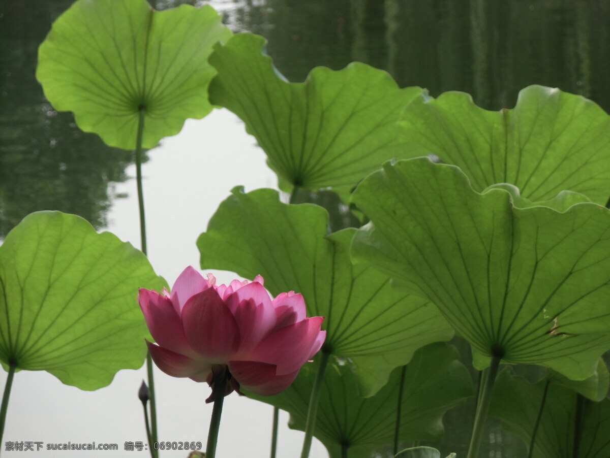 荷花 花草 莲 莲花 生物世界 水芙蓉 玉环 六月春 中国莲 六月花 神藕花 灵草 玉芝 水芝 青莲 psd源文件