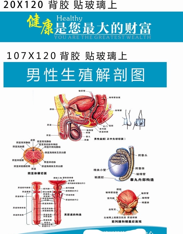 男性解剖图 解剖图 医疗 广告 健康 医疗解剖图 男科广告 人体解剖图 矢量