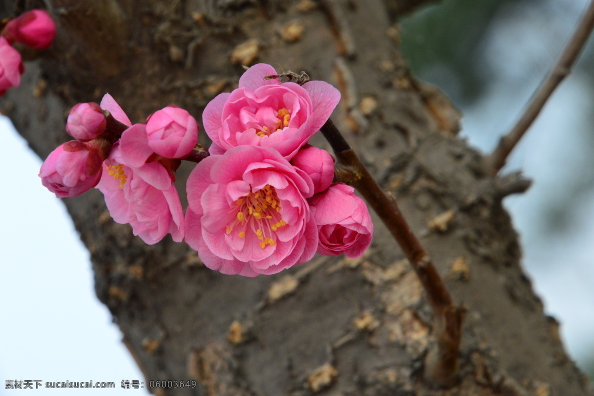 梅花 酸梅 黄仔 合汉梅 花朵 花瓣 花蕊 花儿 花卉 枝叶 绿化景观 植物园风景 植物园美景 榆叶梅腊梅 生物世界 花草