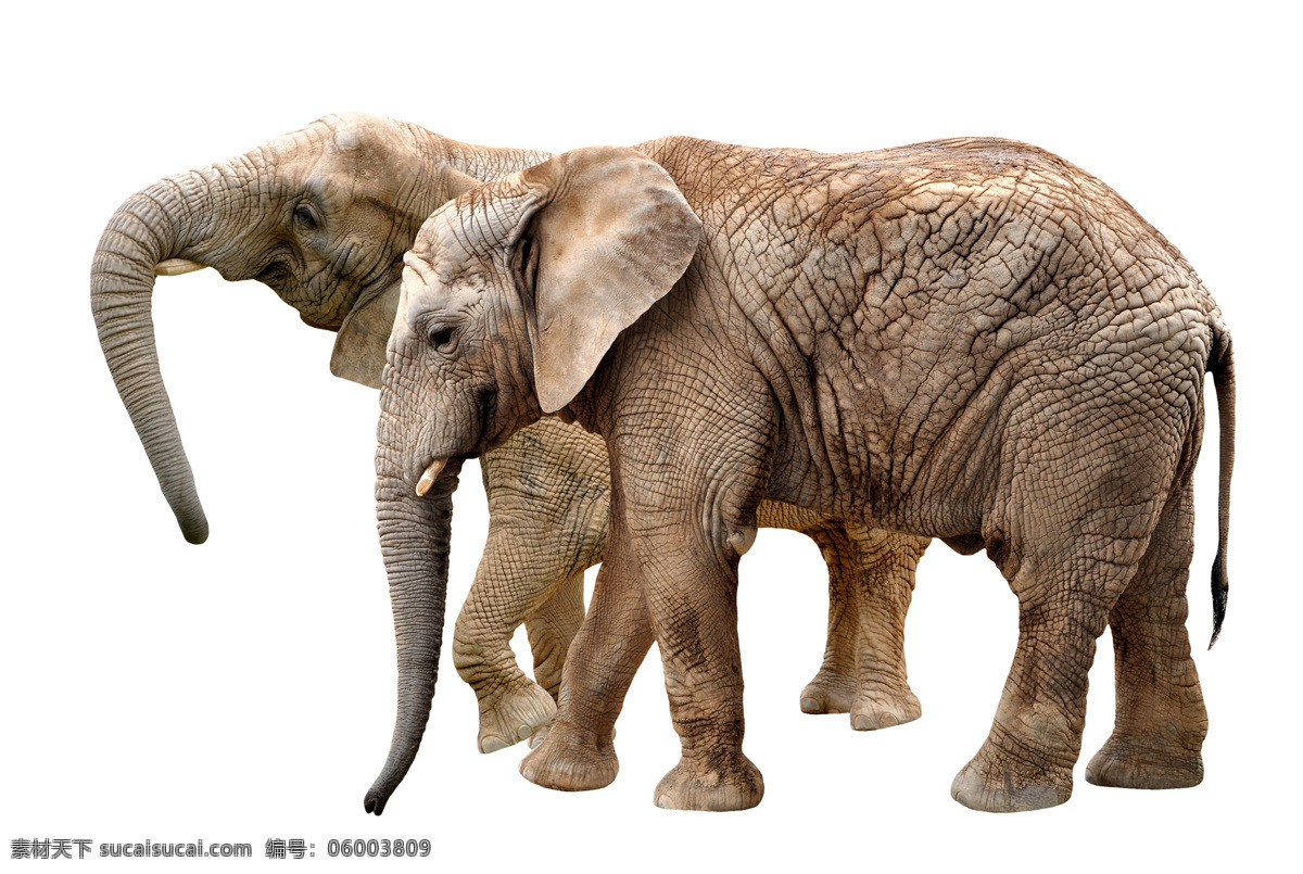 两 只 大象 野象 动物 野生动物 动物世界 陆地动物 动物摄影 生物世界