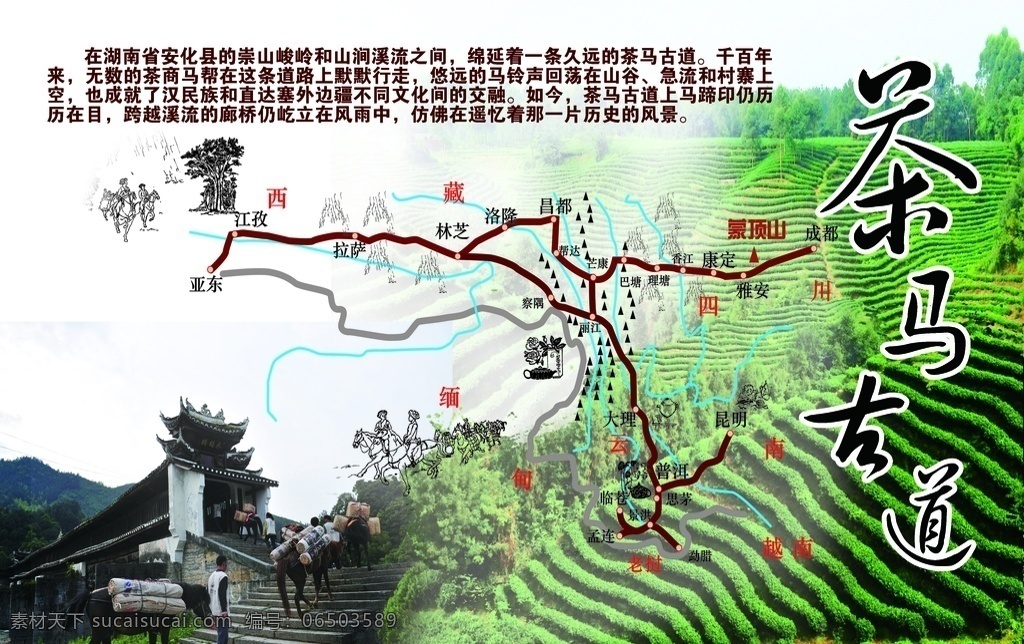 安化黑茶 茶叶 茶 华莱健 六大茶系 黑茶九大功效 金花 黑茶调理反应 黑茶产品 马古道 32个唯一