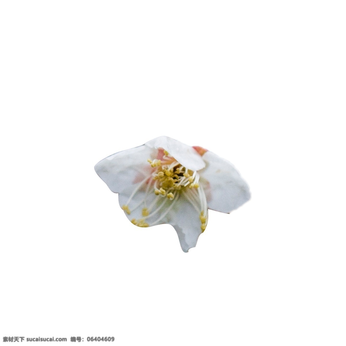 白色 植物 盛开 花朵 元素 叶片 装饰 香气 气味 味道 光泽 春季 季节变化