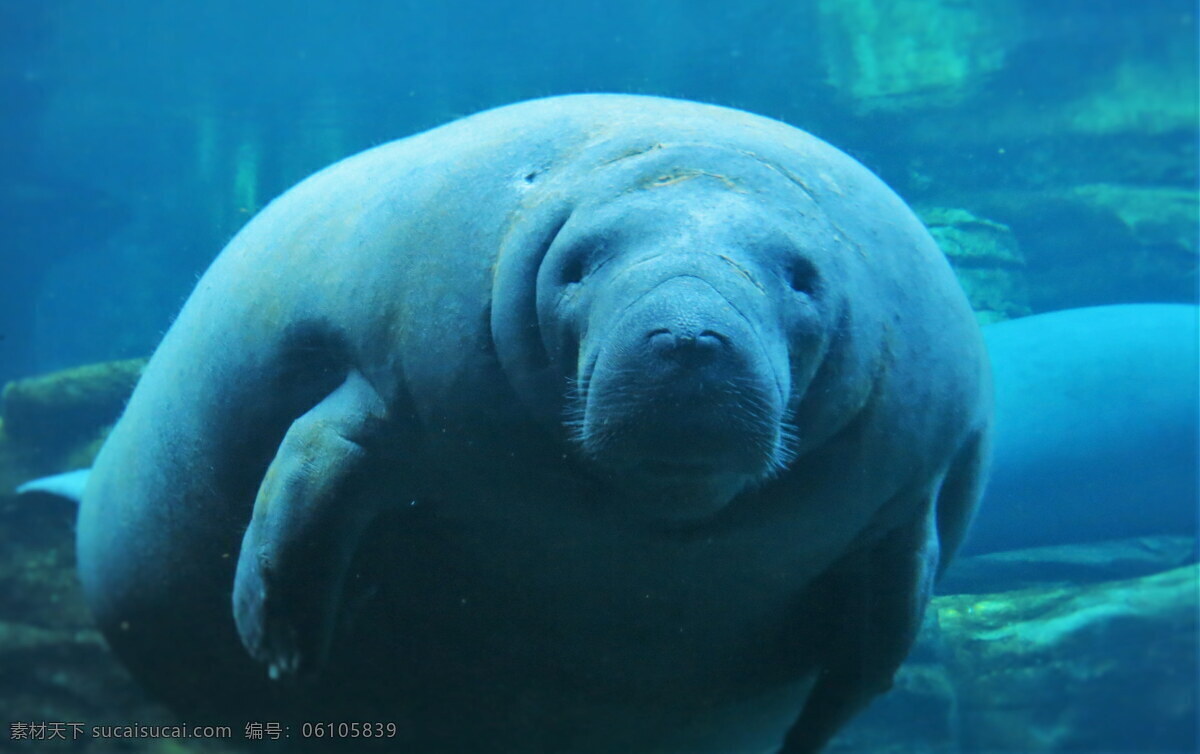 美洲 海牛 高清 海洋动物 水生动物 海洋 海底