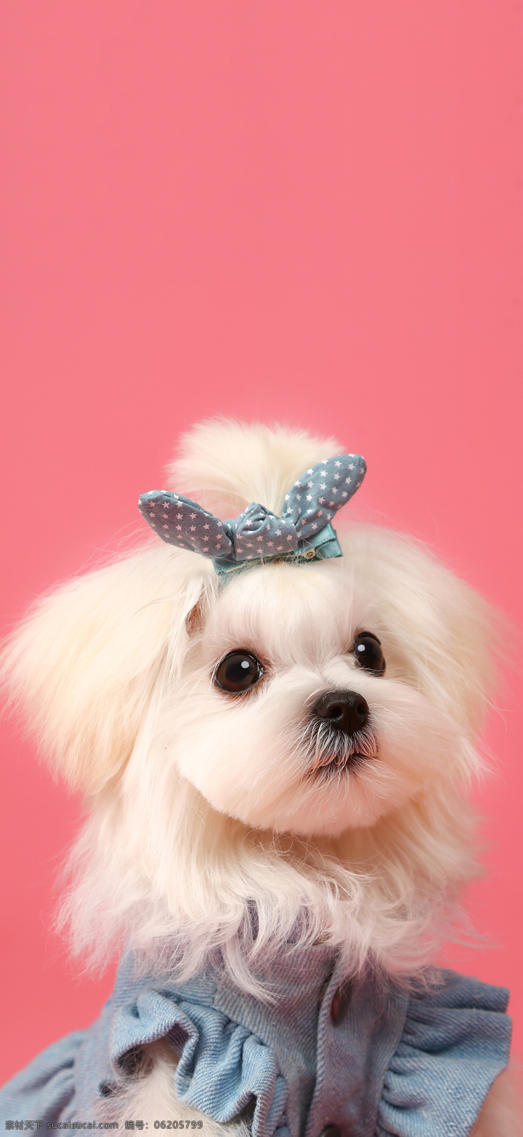 萌宠 狗狗 粉色 壁纸 手机壳图案 狗狗近照 两只狗狗 白色狗狗 可爱狗狗 摄影图片 生物世界 家禽家畜