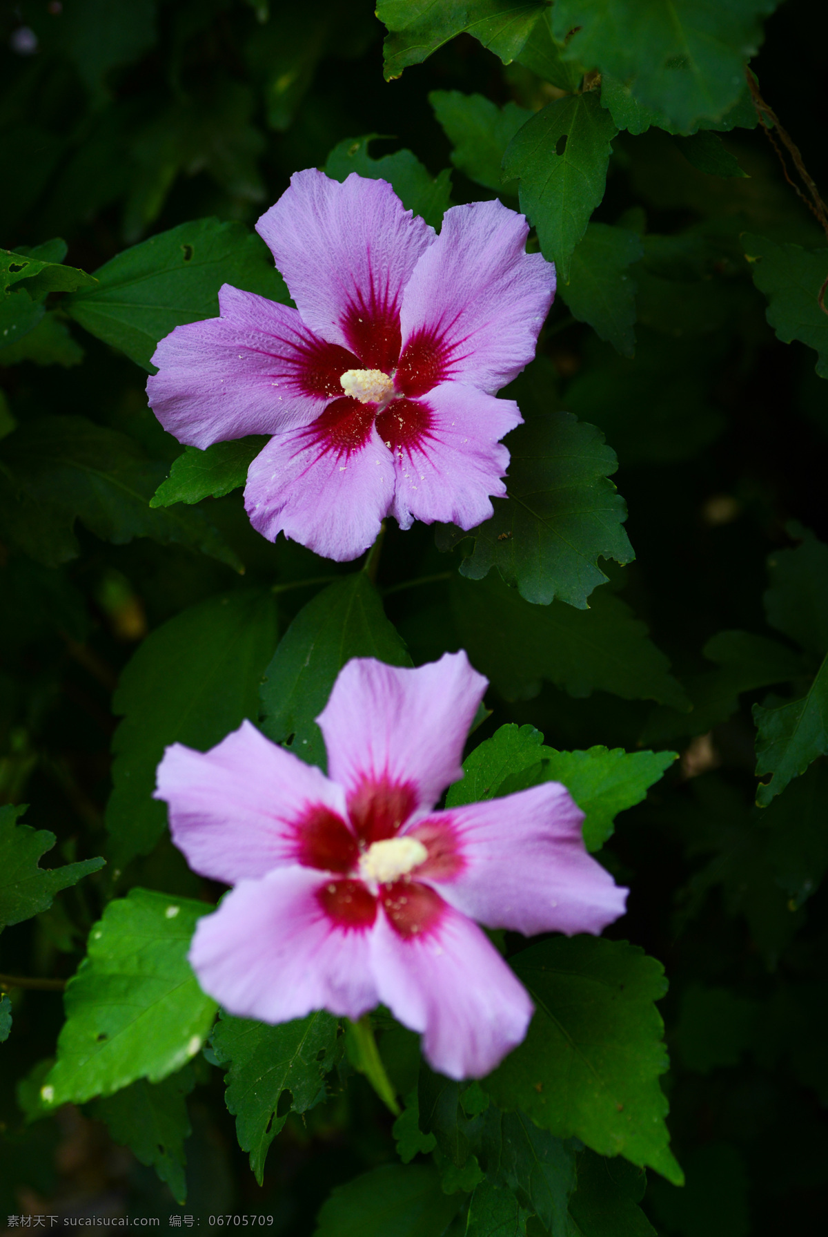 木槿花 粉花 绿叶 花雷 花芯 花朵 花草 生物世界