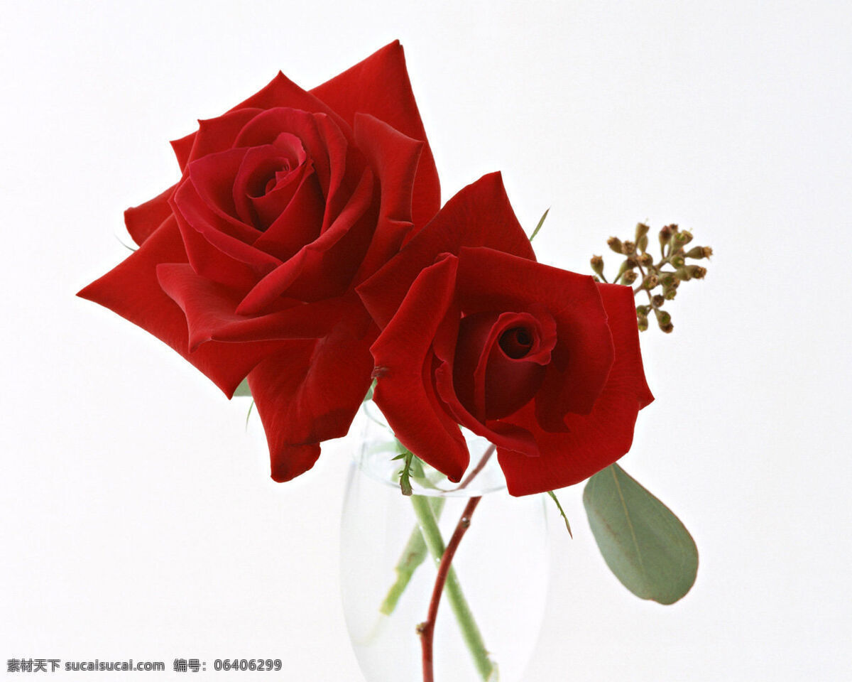 玫瑰花 花瓶 情人节 花朵 白色背景 花草 生物世界